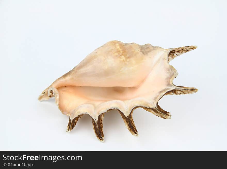 Shell