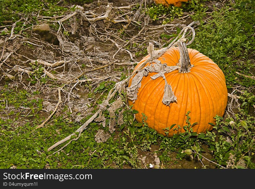 Close-up of pumpkin still on vine