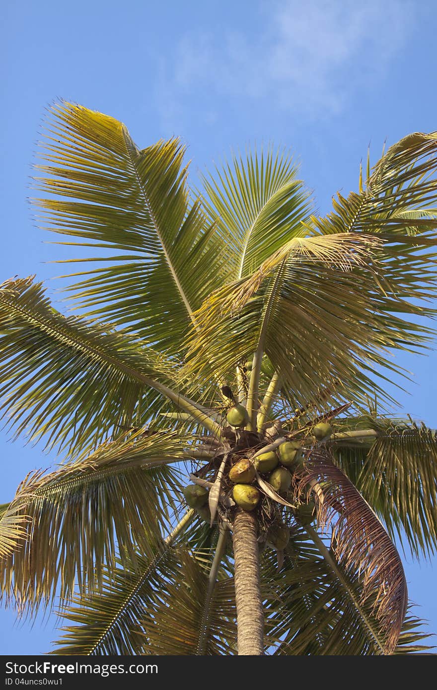 Palm Tree Against Blue Sky. Palm Tree Against Blue Sky