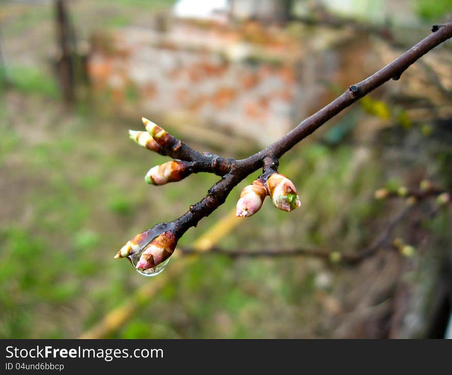 Young and new sprouts of a tree in the spring. Young and new sprouts of a tree in the spring