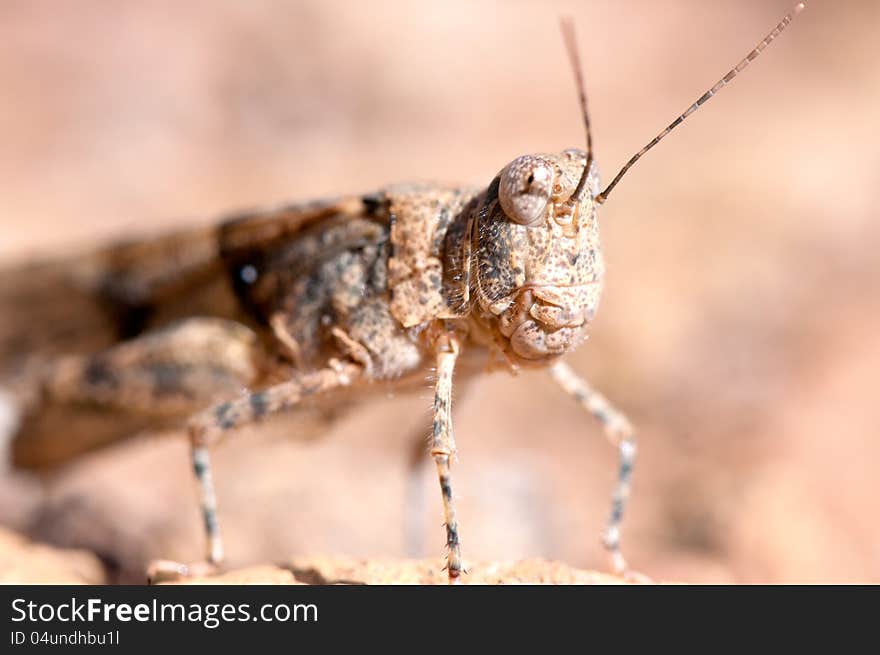 Grasshopper portrait