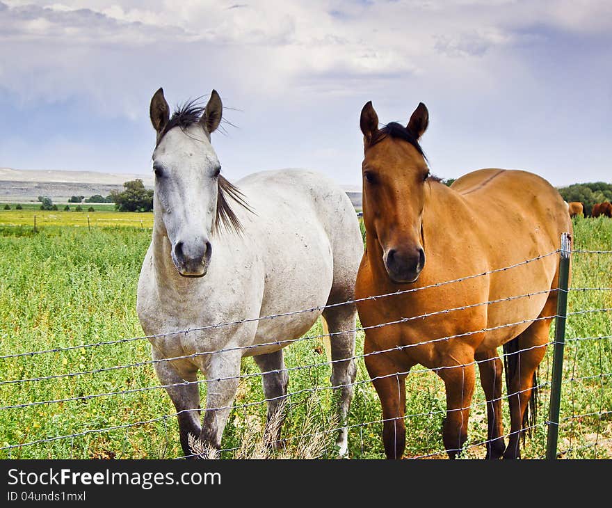 Two horses stand at wire fence hoping to get free. Two horses stand at wire fence hoping to get free