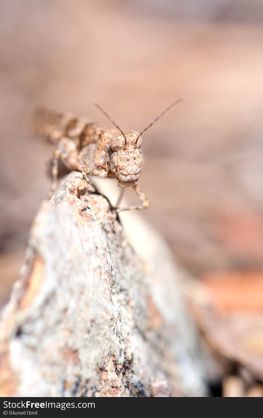 Grasshopper vertical portrait