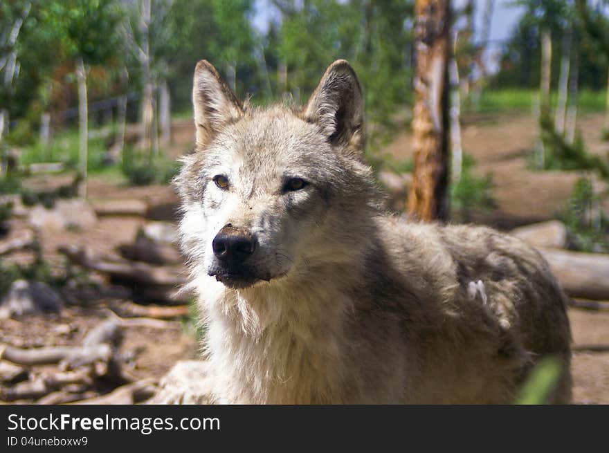 Wolf In Captivity