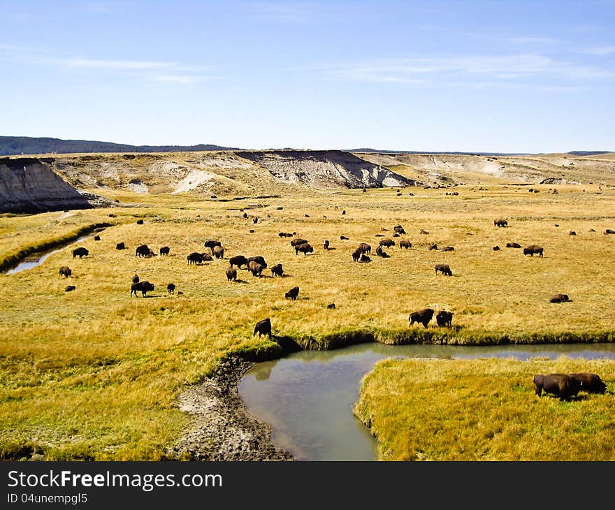 Buffalo at Oxbow Bend Yellowstone