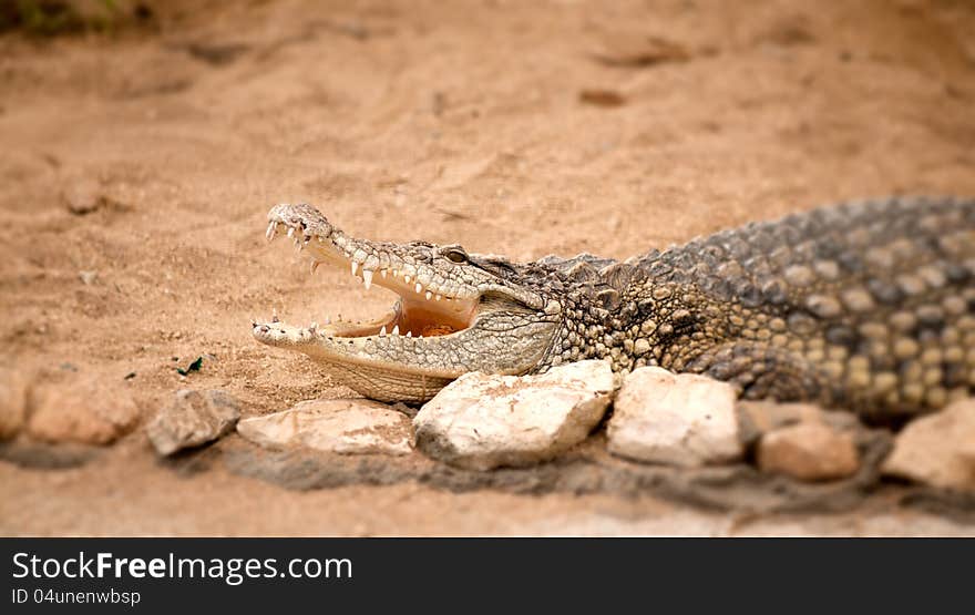 Portrait of crocodile lying on a brown sand