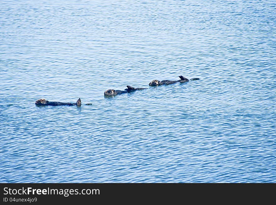 Three sleeping sea otters