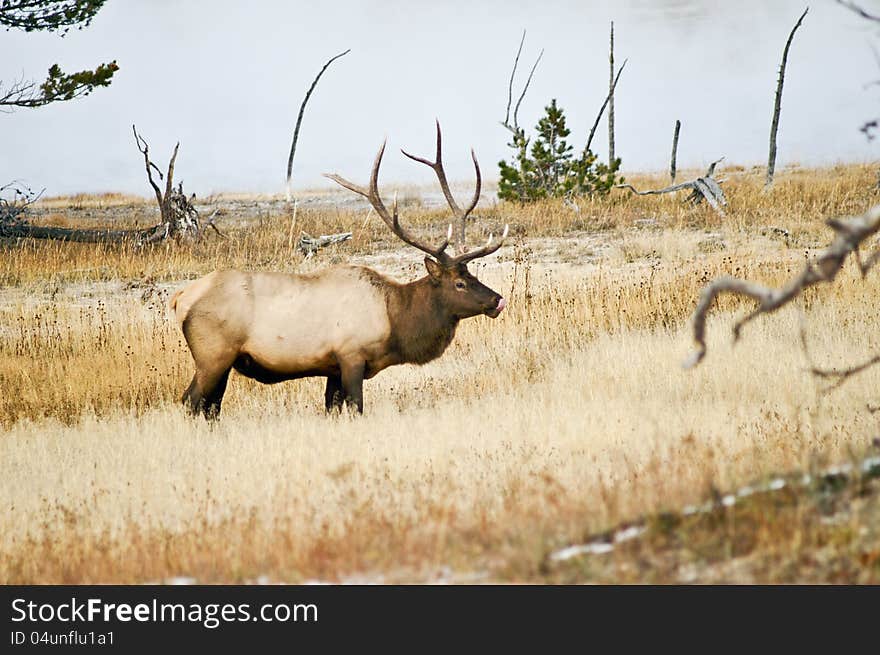 Bull Elk savors the moment