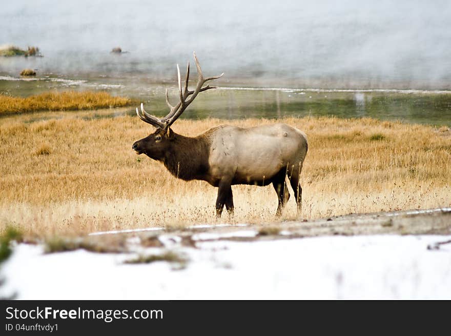 Bull Elk in the mists of Yellowstone Park, Wyoming USA
