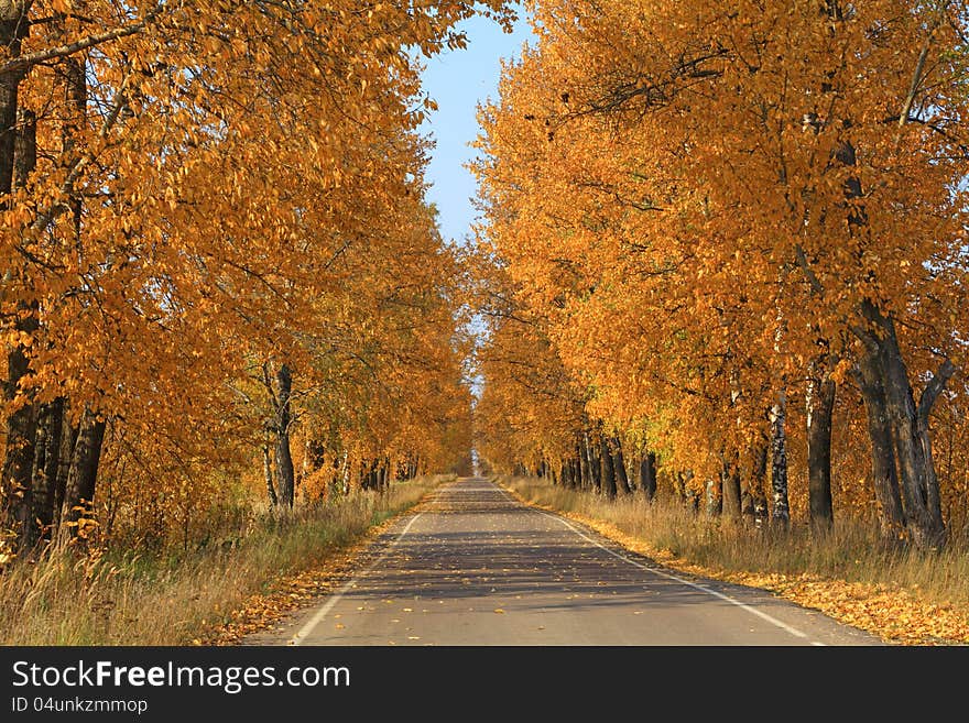 Poplar alley during leaf fall. Poplar alley during leaf fall