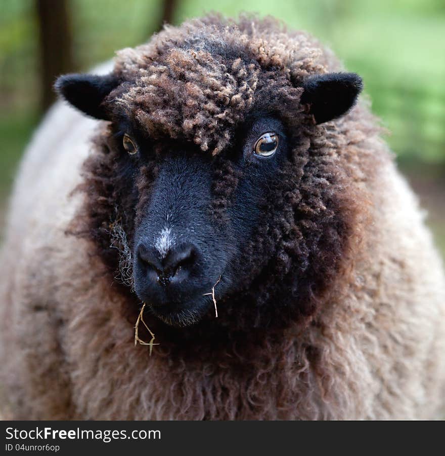 Close-up portrait of Southdown Shetland Sheep eating