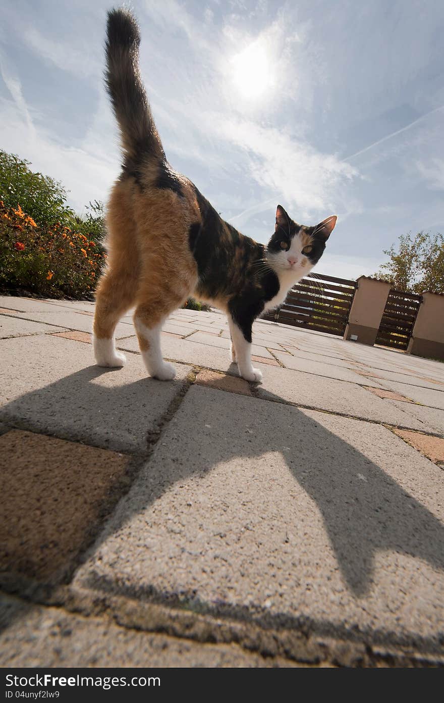 Felis silvestris catus - housecat with sun. Felis silvestris catus - housecat with sun