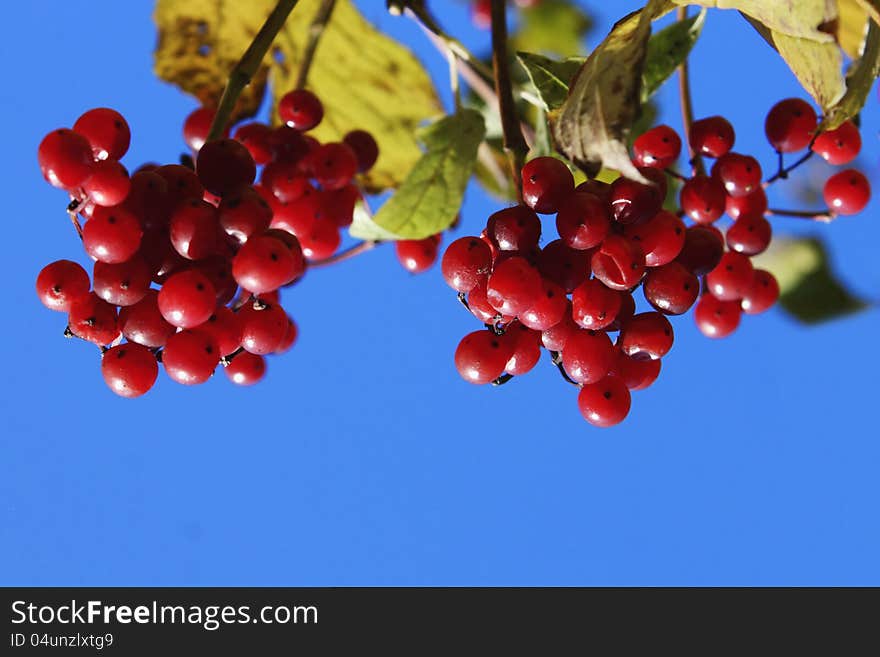 Viburnum branch on a green background