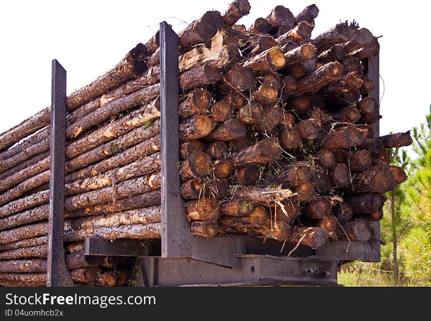 Close up of cut pine trees on logging trailer waiting for transport. Close up of cut pine trees on logging trailer waiting for transport.