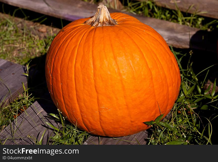 Single Pumpkin