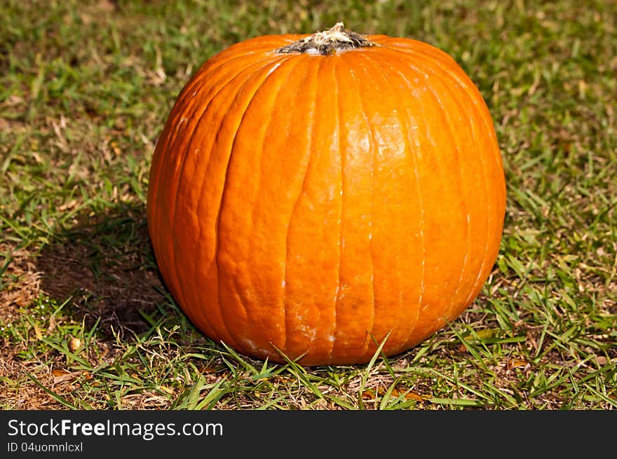 Pumpkin sitting on the grass.