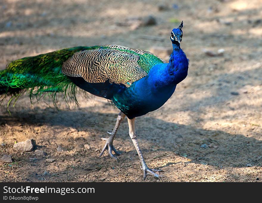 Indian Peacock strolling in park in Delhi