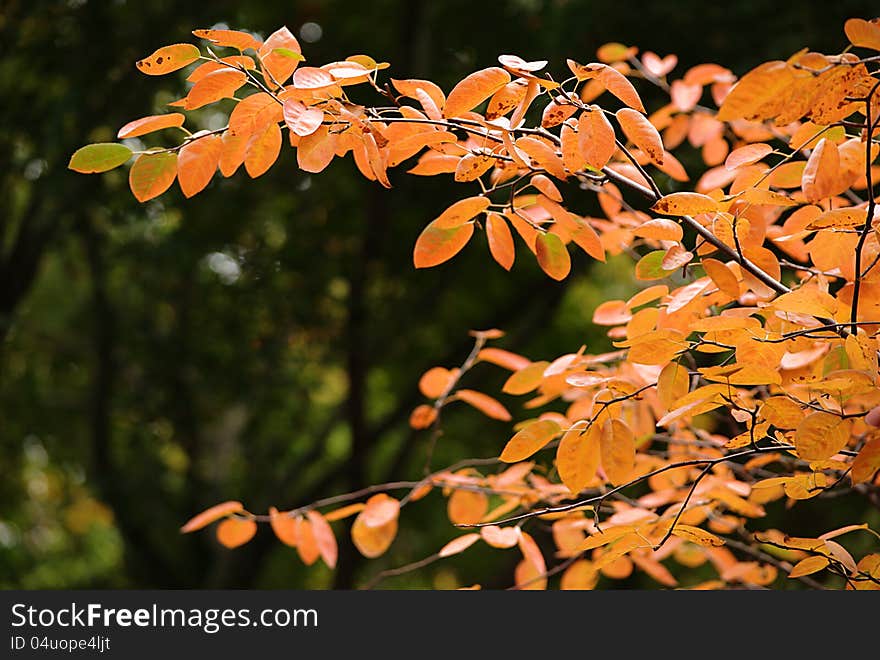 Autumn Leaves