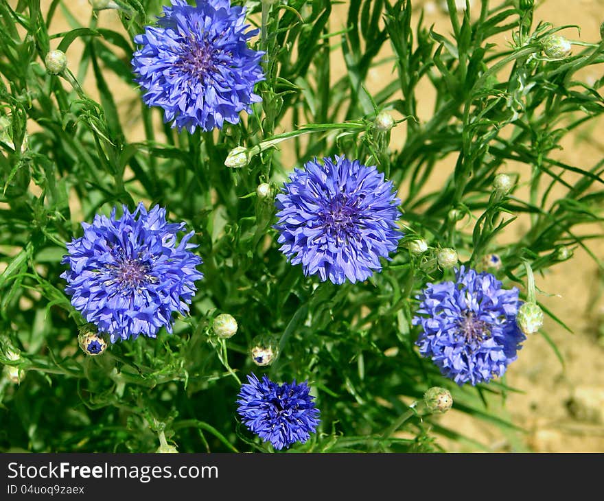 Blue Cornflowers At The Green Grass Background