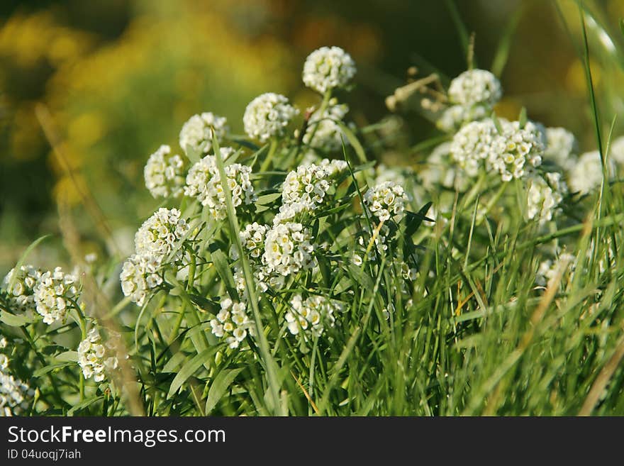 White flowers in the urban flower bed