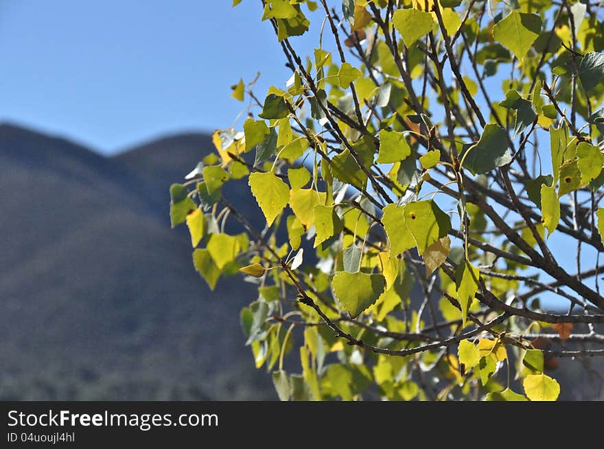 Turning leaves at Mission Trails Park in San Diego, California. Turning leaves at Mission Trails Park in San Diego, California