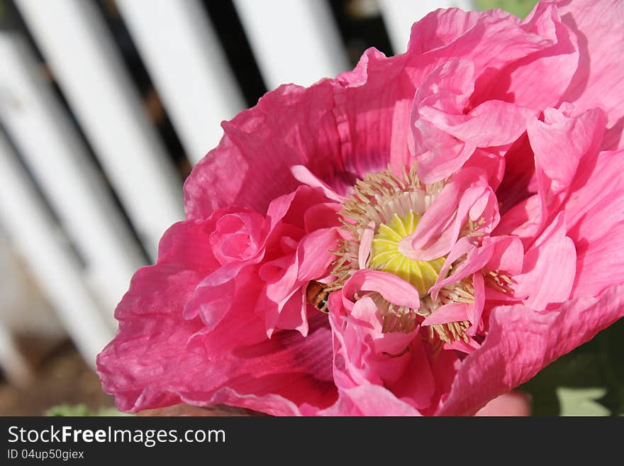 Oriental Poppy  With Double Frilled Pink  Petals