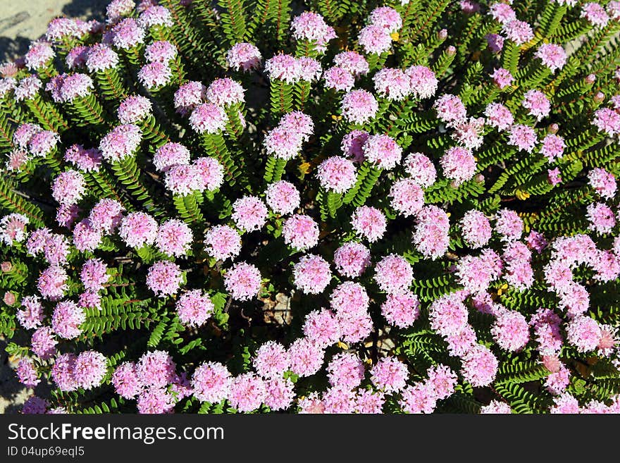 West Australian Wild flower Pimelia