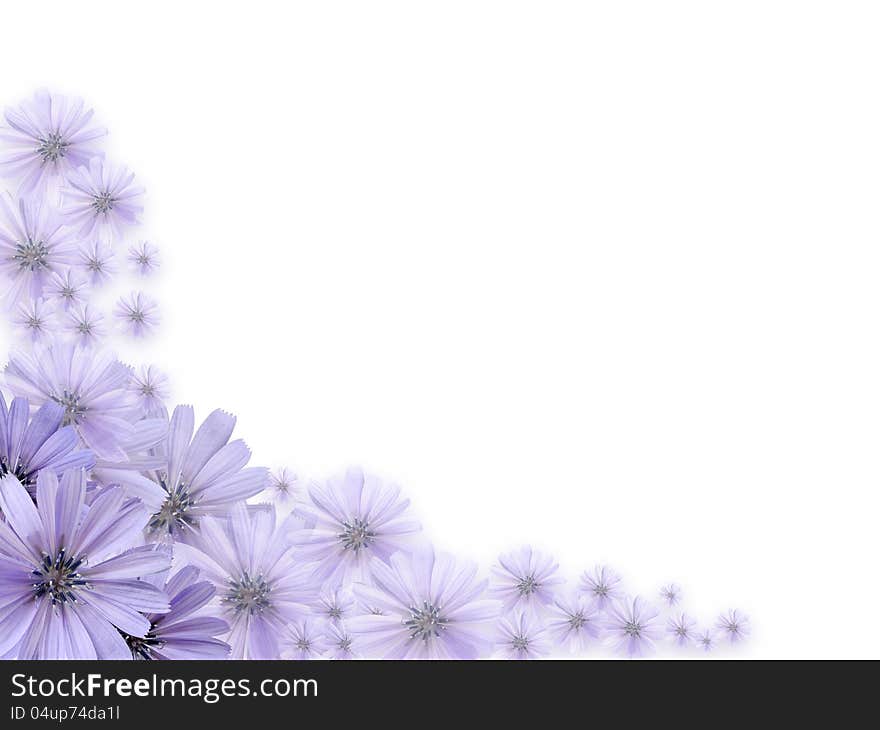 Nice border made from beautiful violet daisy flowers. Nice border made from beautiful violet daisy flowers