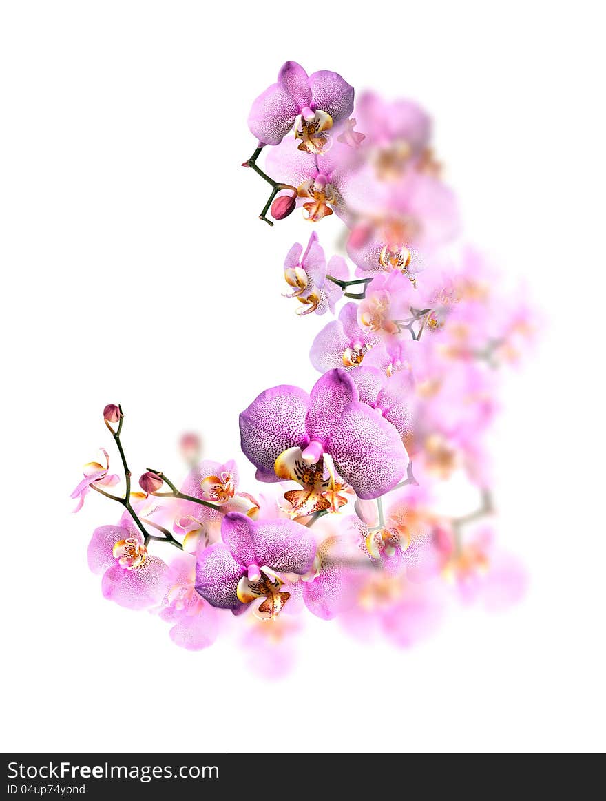 Nice border made from beautiful purple orchid flowers. Nice border made from beautiful purple orchid flowers