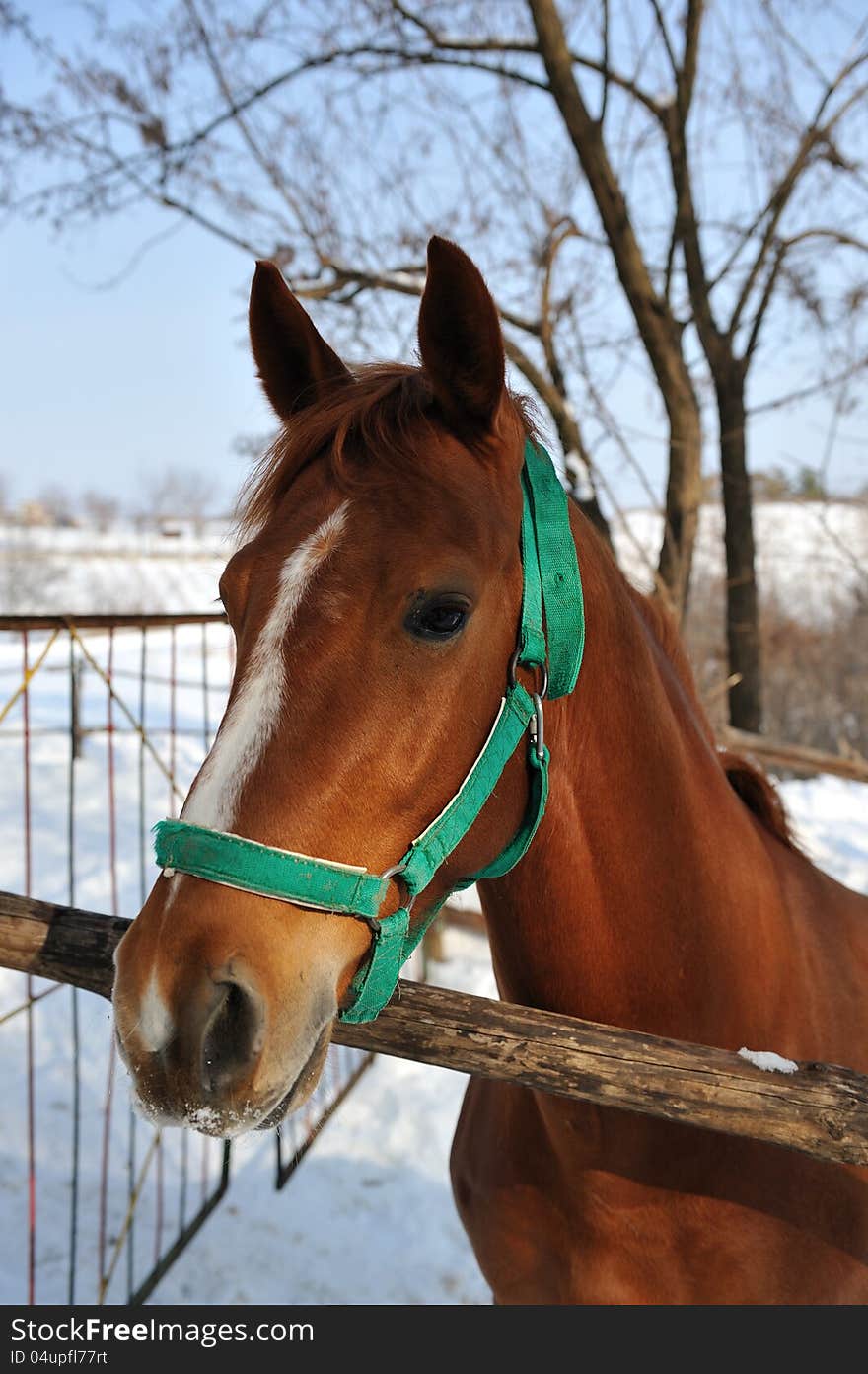 Portret of brown  horse in the paddock , sun winter day. Portret of brown  horse in the paddock , sun winter day