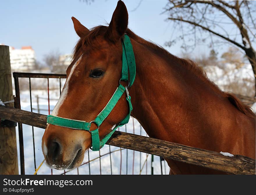 Portret of brown  horse in the paddock , sun winter day. Portret of brown  horse in the paddock , sun winter day