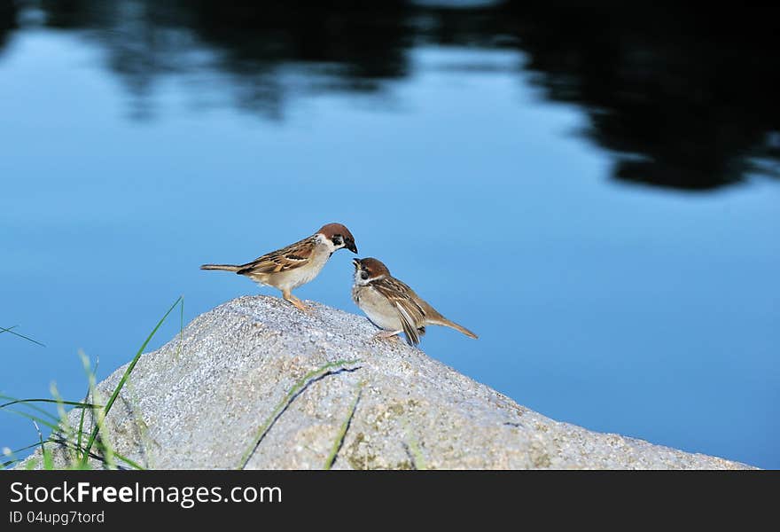 Two small birds sit on the stone , background-lake. Two small birds sit on the stone , background-lake