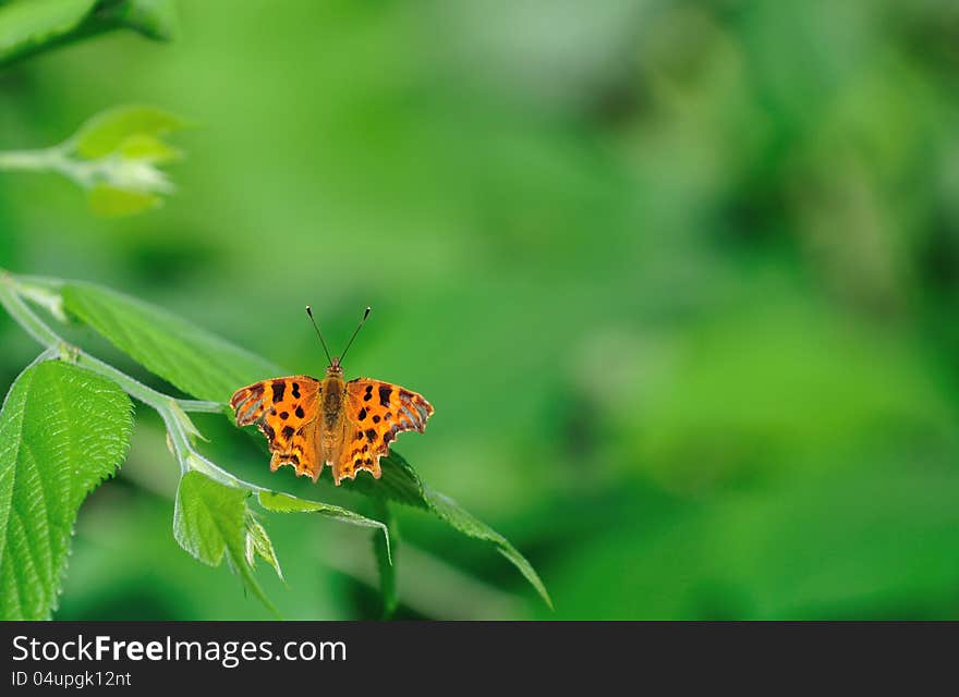 Comma butterfly