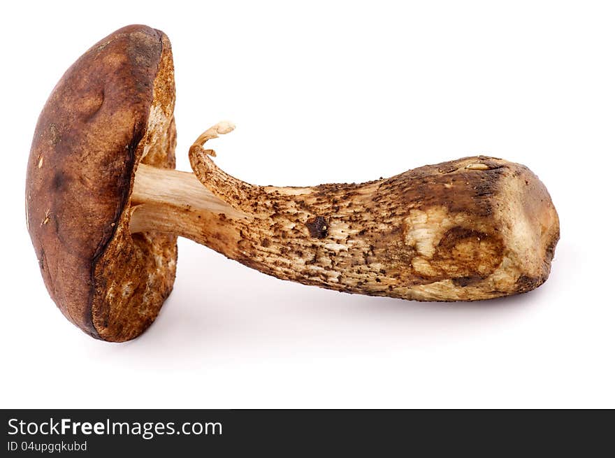 Brown Cap Boletus