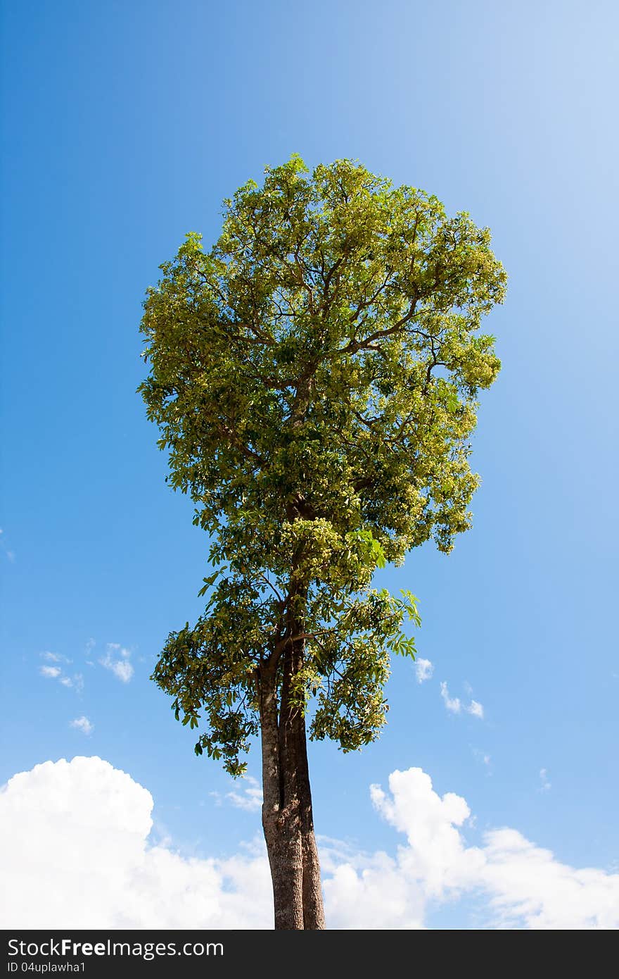 The single tree from nature with sky