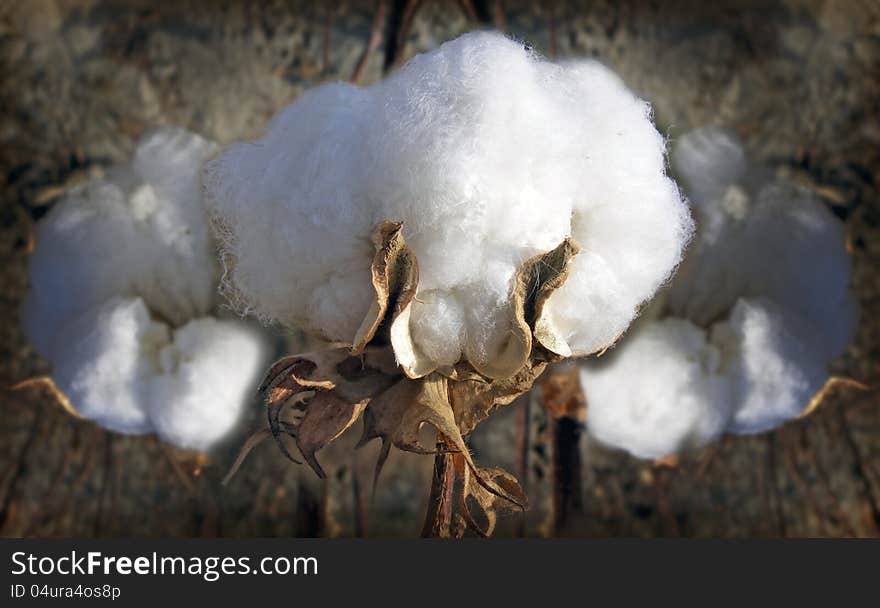 Photography with scene of the cotton