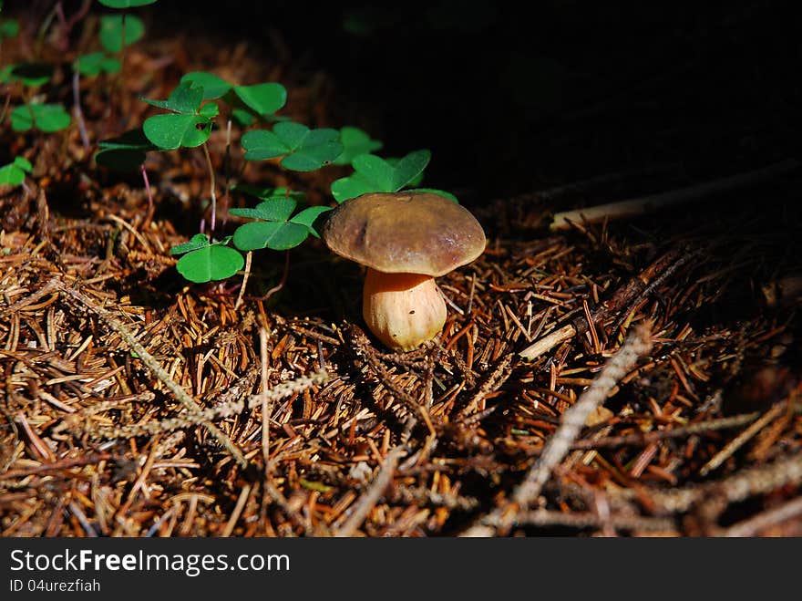 Beatufull mushroom in needles forrest