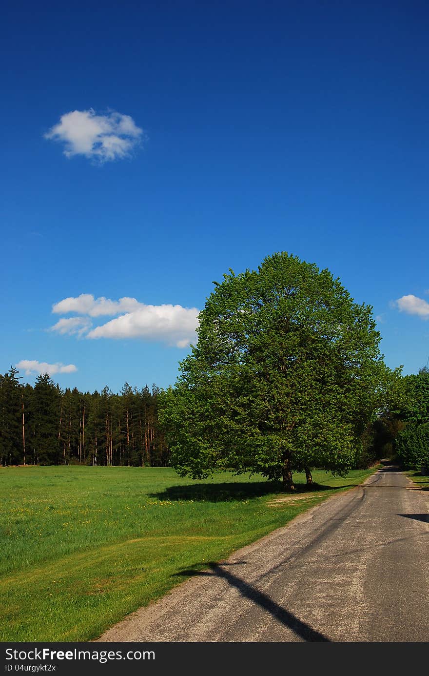 Spring road around the tree