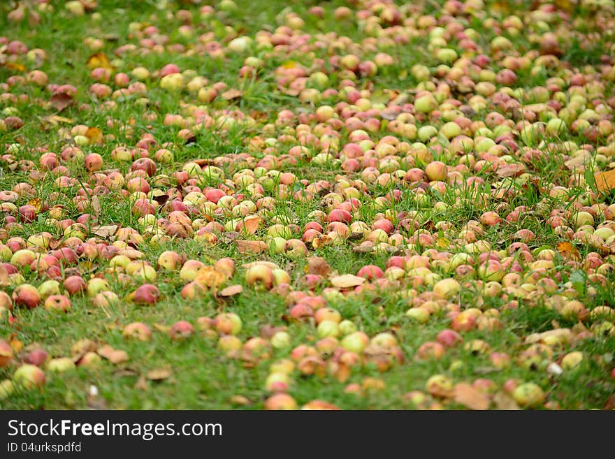 Plenty of fallen apples on grass in autumn. Plenty of fallen apples on grass in autumn