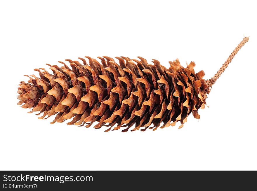 A spruce cone isolated on a white background