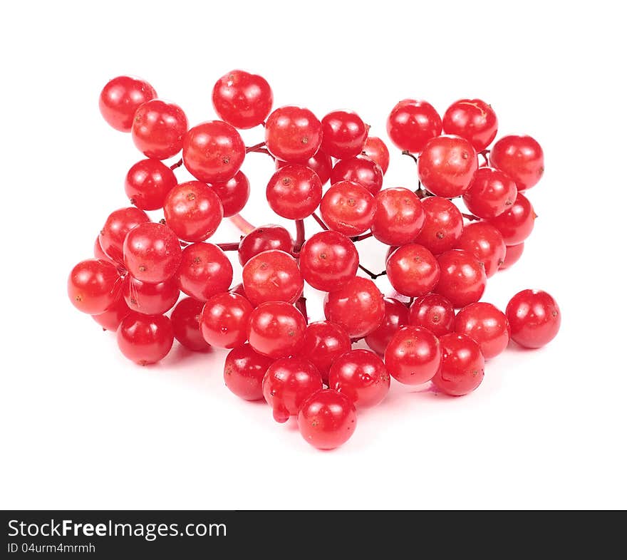 A cluster of red guelder rose (viburnum opulus) berries on a white background. A cluster of red guelder rose (viburnum opulus) berries on a white background