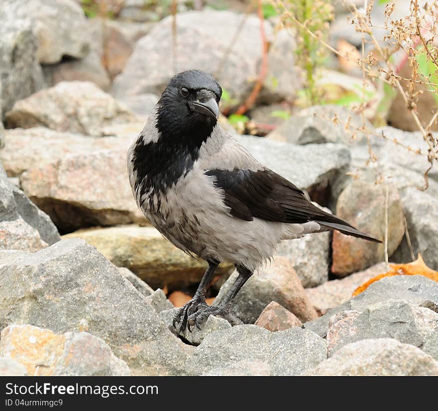 Hooded Crow on Stones