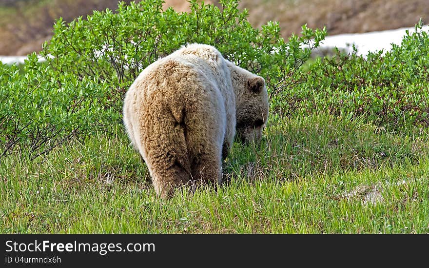 Grizzly Bear behind in the wilds of Alaska. Grizzly Bear behind in the wilds of Alaska