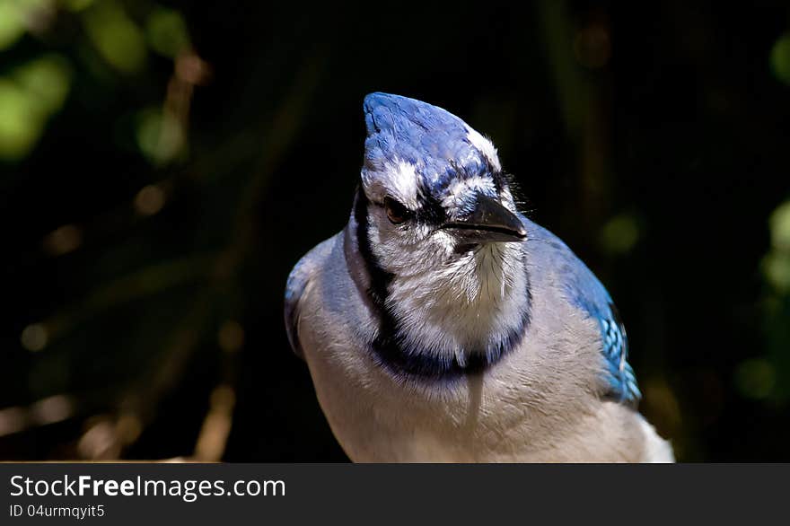 Blue Jay