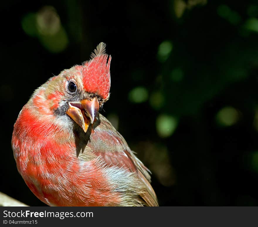 Brillant Cardinal guarding the feeder. Brillant Cardinal guarding the feeder