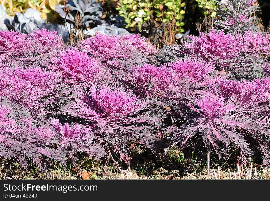 Beautiful purple flowering kale (ornamental cabbage) in the garden. Beautiful purple flowering kale (ornamental cabbage) in the garden