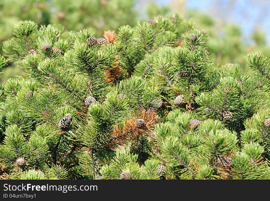 Bushy Pine Trees With Cones In Forest