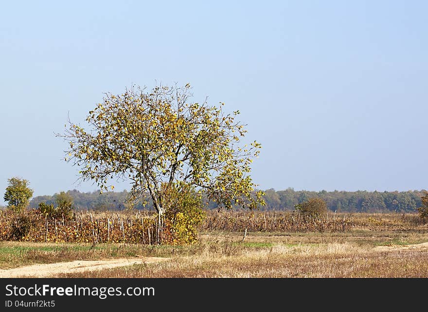 Field in autumn with a tree. Field in autumn with a tree