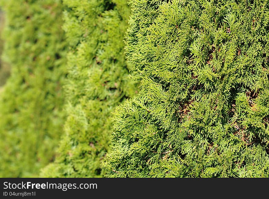 Green Hedge of Thuja Trees