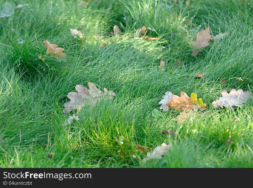 Wet Green Grass with Fallen Oak Leaves